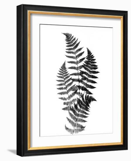 Photographic Study Of Fern Leaves-Bettmann-Framed Photographic Print