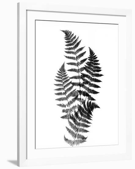 Photographic Study Of Fern Leaves-Bettmann-Framed Photographic Print