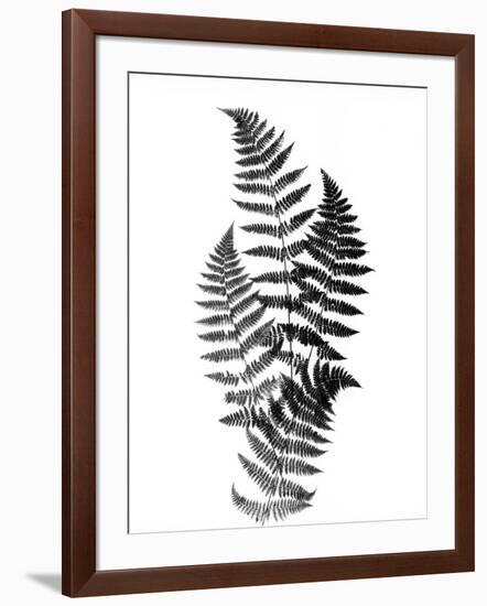 Photographic Study Of Fern Leaves-Bettmann-Framed Photographic Print