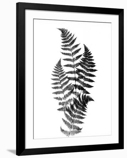 Photographic Study Of Fern Leaves-Bettmann-Framed Photographic Print