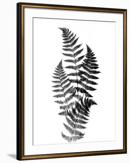 Photographic Study Of Fern Leaves-Bettmann-Framed Photographic Print