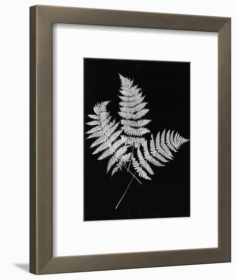 Photographic Study Of Fern Leaves-Bettmann-Framed Photographic Print