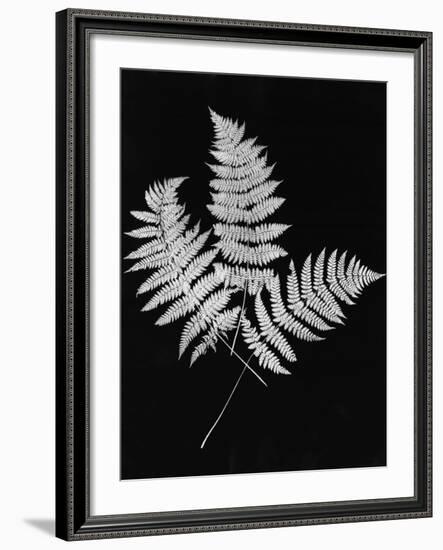 Photographic Study Of Fern Leaves-Bettmann-Framed Photographic Print