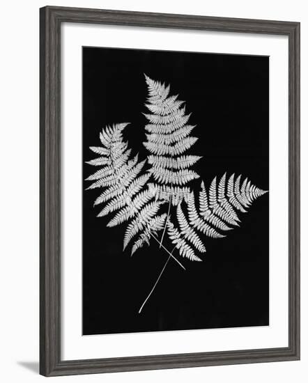 Photographic Study Of Fern Leaves-Bettmann-Framed Photographic Print