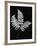 Photographic Study Of Fern Leaves-Bettmann-Framed Photographic Print