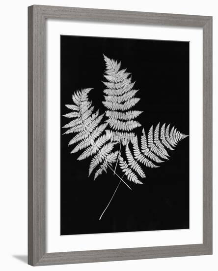 Photographic Study Of Fern Leaves-Bettmann-Framed Photographic Print