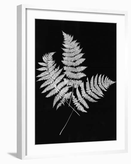 Photographic Study Of Fern Leaves-Bettmann-Framed Photographic Print