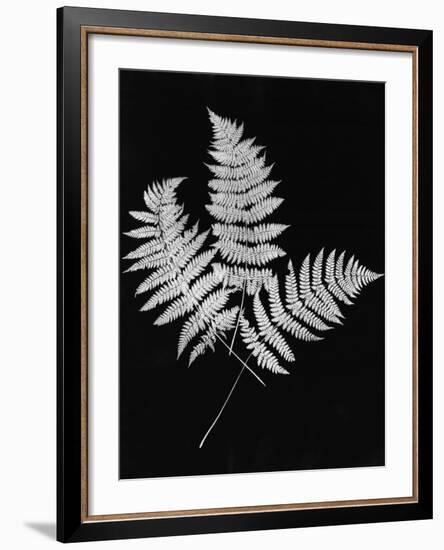 Photographic Study Of Fern Leaves-Bettmann-Framed Photographic Print