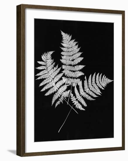 Photographic Study Of Fern Leaves-Bettmann-Framed Photographic Print