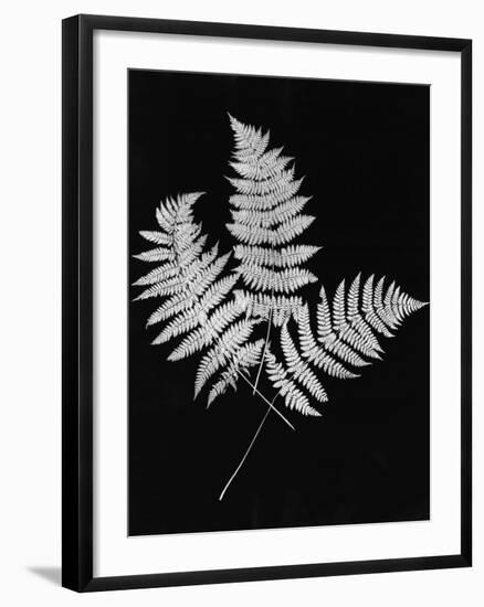 Photographic Study Of Fern Leaves-Bettmann-Framed Photographic Print