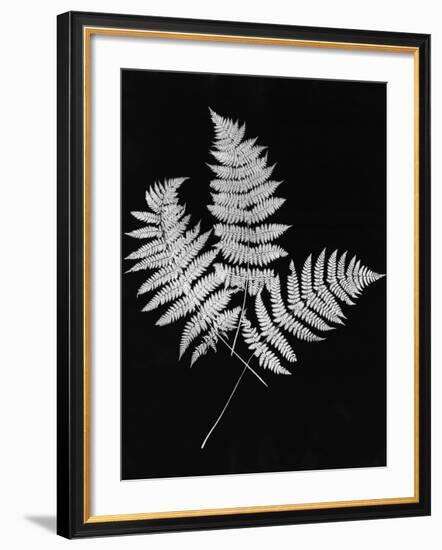 Photographic Study Of Fern Leaves-Bettmann-Framed Photographic Print