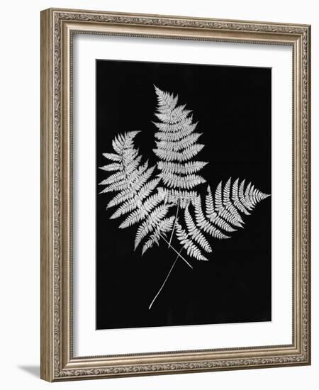 Photographic Study Of Fern Leaves-Bettmann-Framed Photographic Print