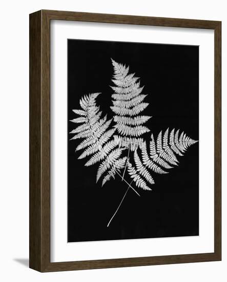 Photographic Study Of Fern Leaves-Bettmann-Framed Photographic Print