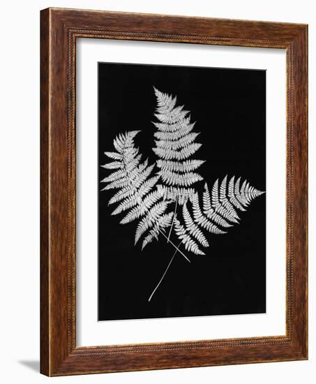 Photographic Study Of Fern Leaves-Bettmann-Framed Photographic Print