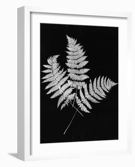 Photographic Study Of Fern Leaves-Bettmann-Framed Photographic Print