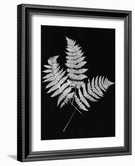 Photographic Study Of Fern Leaves-Bettmann-Framed Photographic Print