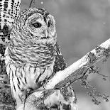 White Owl-PhotoINC Studio-Photographic Print