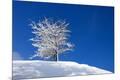 Premium Photographic Print