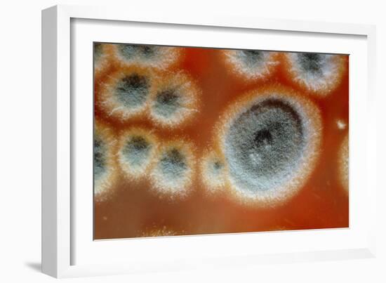 Photomicrograph of Penicillin Chrysogenum-Dr. Jeremy Burgess-Framed Photographic Print