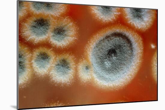 Photomicrograph of Penicillin Chrysogenum-Dr. Jeremy Burgess-Mounted Photographic Print