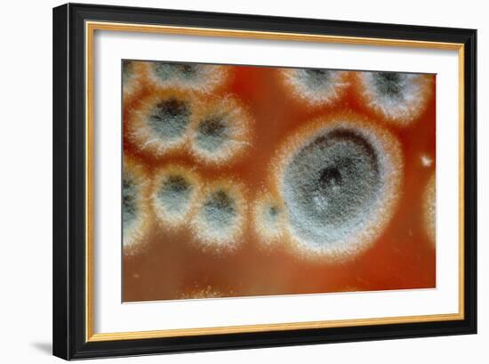 Photomicrograph of Penicillin Chrysogenum-Dr. Jeremy Burgess-Framed Photographic Print