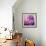 Photomontage of Hyacinths Blossoms and Textures in Pink, Lilacs and Brown Tones-Alaya Gadeh-Framed Photographic Print displayed on a wall