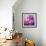 Photomontage of Hyacinths Blossoms and Textures in Pink, Lilacs and Brown Tones-Alaya Gadeh-Framed Photographic Print displayed on a wall