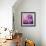 Photomontage of Hyacinths Blossoms and Textures in Pink, Lilacs and Brown Tones-Alaya Gadeh-Framed Photographic Print displayed on a wall