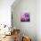 Photomontage of Hyacinths Blossoms and Textures in Pink, Lilacs and Brown Tones-Alaya Gadeh-Premium Photographic Print displayed on a wall