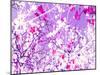 Photomontage of Trees in Purple Tones-Alaya Gadeh-Mounted Photographic Print