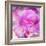 Photomontage of Two Blossoms in Pink Ones-Alaya Gadeh-Framed Photographic Print