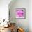 Photomontage of Two Blossoms in Pink Ones-Alaya Gadeh-Framed Photographic Print displayed on a wall