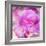 Photomontage of Two Blossoms in Pink Ones-Alaya Gadeh-Framed Photographic Print