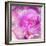 Photomontage of Two Blossoms in Pink Ones-Alaya Gadeh-Framed Photographic Print