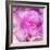 Photomontage of Two Blossoms in Pink Ones-Alaya Gadeh-Framed Photographic Print