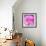 Photomontage of Two Blossoms in Pink Ones-Alaya Gadeh-Framed Photographic Print displayed on a wall