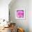 Photomontage of Two Blossoms in Pink Ones-Alaya Gadeh-Framed Photographic Print displayed on a wall