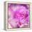 Photomontage of Two Blossoms in Pink Ones-Alaya Gadeh-Framed Premier Image Canvas