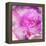 Photomontage of Two Blossoms in Pink Ones-Alaya Gadeh-Framed Premier Image Canvas