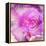Photomontage of Two Blossoms in Pink Ones-Alaya Gadeh-Framed Premier Image Canvas