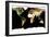 Photomosaic of Earth Without Cloud Cover-null-Framed Giclee Print