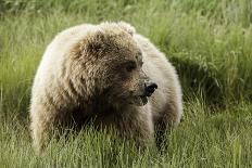 Grizzly Bears-Photos by Miller-Framed Premier Image Canvas