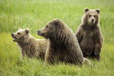 Grizzly Bears-Photos by Miller-Laminated Photographic Print