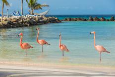 Four Flamingos on the Beach-PhotoSerg-Framed Photographic Print