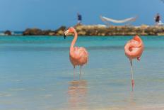 Four Flamingos on the Beach-PhotoSerg-Framed Photographic Print