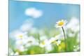 Premium Photographic Print
