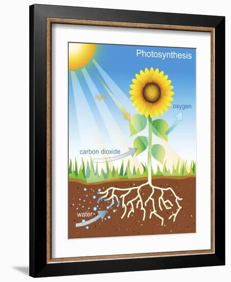 Photosynthesis, Illustration-David Nicholls-Framed Photographic Print