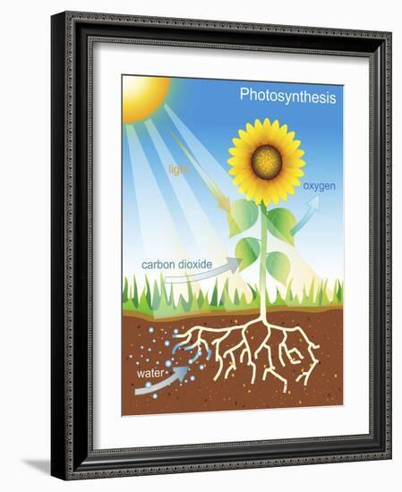 Photosynthesis, Illustration-David Nicholls-Framed Photographic Print