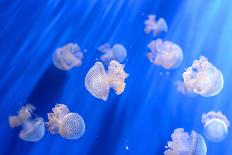 White Transparent Jellyfish or Jellies, Medusa, Swiming in A Blue Aquarium-PhotoTomek-Mounted Photographic Print