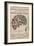 Phrenological Chart of the Brain of Charles J. Guiteau, Assassin of President James Garfield, 1880s-null-Framed Art Print